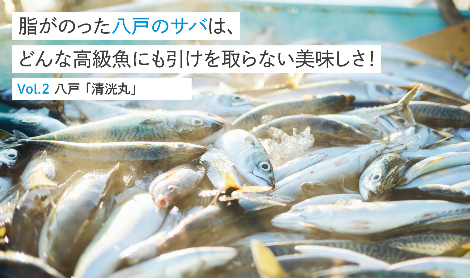 脂がのった八戸のサバは、どんな高級魚にも引けを取らない美味しさ！Vol.2 八戸「清洸丸」
